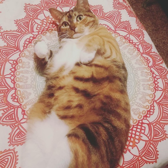 Meet your Posher, Valkyrie - Picture 1 of 1